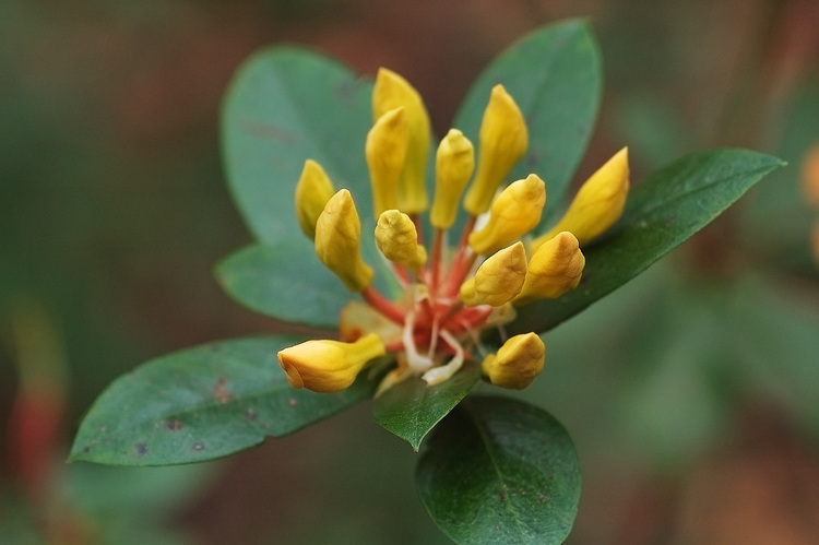 Closeup of a yellow rhododendron buds