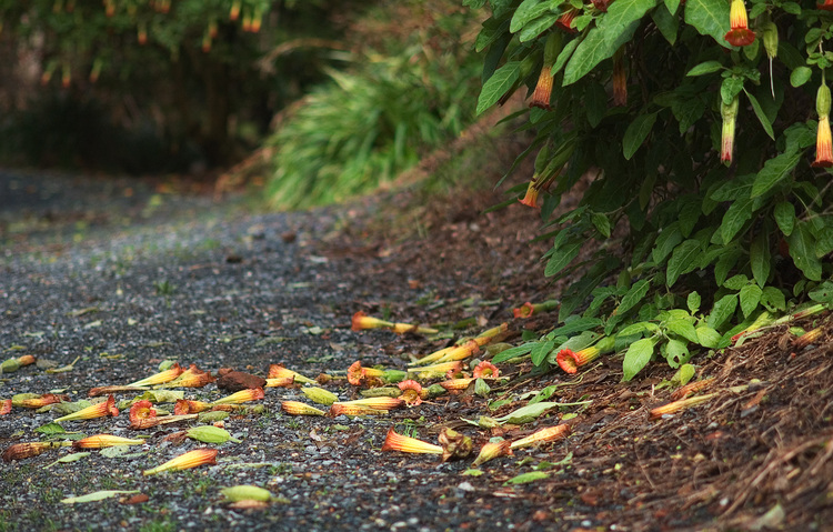 Fallen Brugmansia flowers lying on the ground