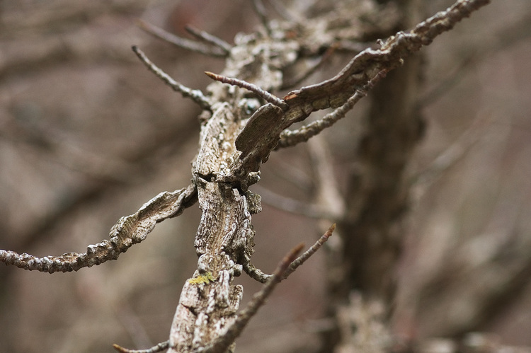 Closeup of the twisted profile of the branches of a tree
