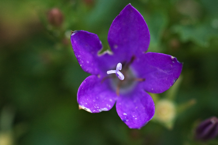 Closeup of a small blue or violet-coloured flower