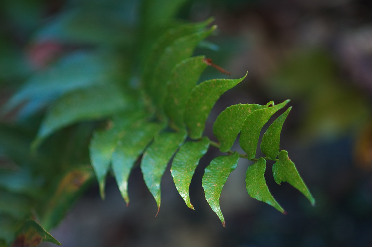 Closeup of a small fern frond