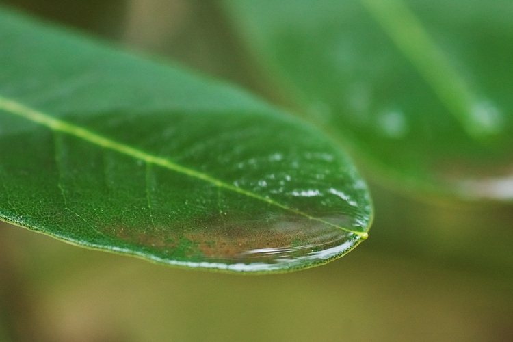 Closeup of a leaf with dust inside a big drop of water