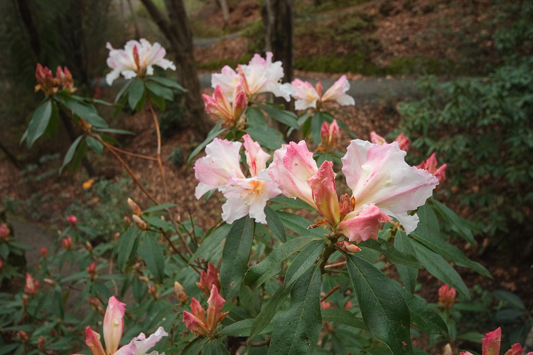 A pink-flowered rhododenron bush