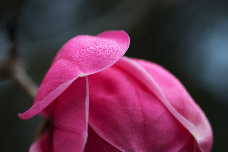 Closeup of a partly-open magnolia flower