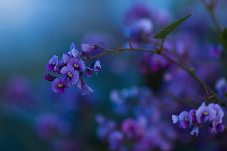 Closeup of Native Lilac flowers in late afternoon light