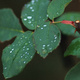 Drops of water on rose leaves