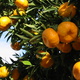 Mandarin tree fruiting