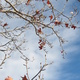 Leaves against an early winter sky