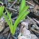 New shoots from a bulb