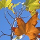 autumn plane tree leaves against blue sky