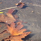 Floating Plane Tree leaves