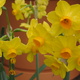 Yellow Jonquills