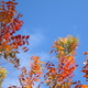 Deep orange leaves on a blue sky