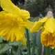 Rainy Daffodils