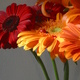 Gerberas and Lilies