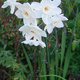 White Jonquils