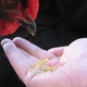 A chook eats from my hand