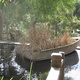 A reed-filled dinghy accompanied by ducks