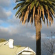 A palm tree and a white house