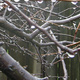Rain drops hanging from a plum tree