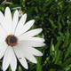 White daisy