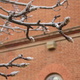 fruit tree buds