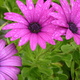 Rain drops on daisies