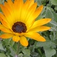 Yellow Arctotis flower and buds