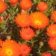Bright orange flowers