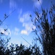 Moon, clouds and Bamboo