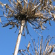 gapanthus Seed-heads against blue sky