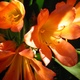 Orange Clivia flowers