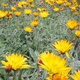 Orange and pink Arctotis flowers