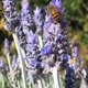 Bees on Lavender flowers