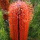 Banksia flower