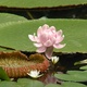 Royal water lily flower