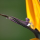 Strelitzia flower