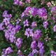 A mauve-flowered bush