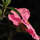 A pink Cistus flower and foliage