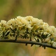 Yellow flowers on a climbing rose