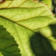 The sun shining through a leaf