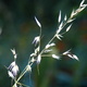 Dry grass seeds in bright light