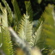 Several planes of Cycad leaves