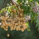 A cluster of seeds hanging on a tree