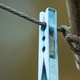 A peg and a tiny spider hanging from a clothes line