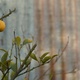 A single lemon on a lemon tree