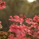 Pink backlit geraniums