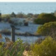 Coastal vegitation, with the sea in the background