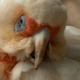 Cockatoo's head