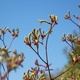 Kangaroo Paw flowers against a blue sky